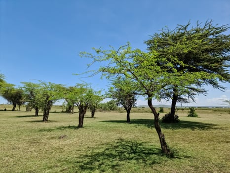 A lone tree in the typical savannah landscape in Kenya. photo