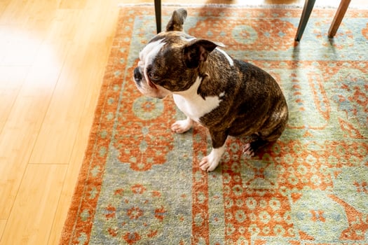 French Bulldog pet photo