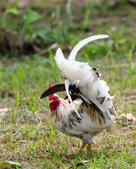 White Bantam in fram photo