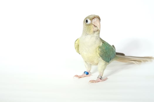 Green cheek conure turquoise pineapple color on white background, the small parrot of the genus Pyrrhura, has a sharp beak. photo