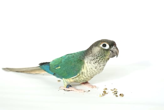 Green cheek conure blue yellow-sided color isolated on right edge picture white background, the small parrot of the genus Pyrrhura, has a sharp beak. photo