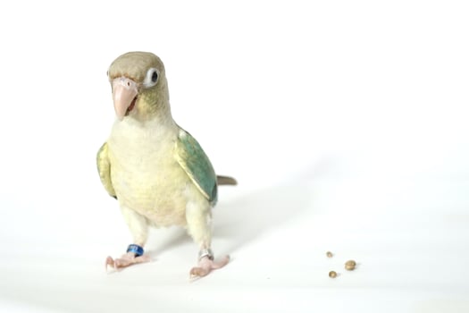 Green cheek conure turquoise pineapple color on white background, the small parrot of the genus Pyrrhura, has a sharp beak. photo