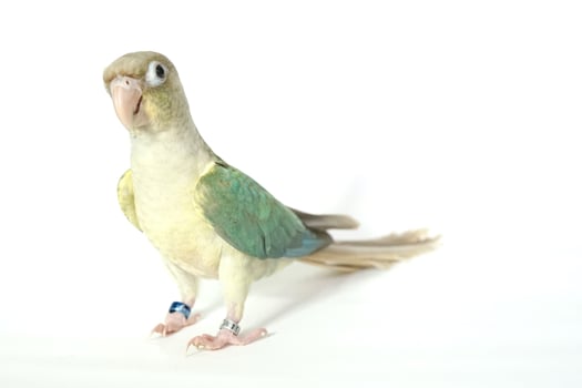 Green cheek conure turquoise pineapple color on white background, the small parrot of the genus Pyrrhura, has a sharp beak. photo