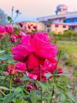 Natura rose flower photo