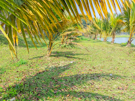 Natural Village view photo