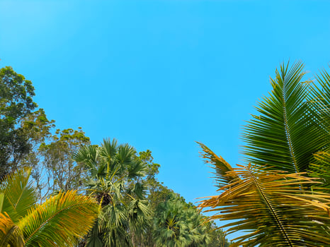 Blue Sky with green photo