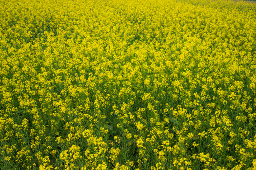 Blooming Yellow Rapeseed flowers in the field.  can be used as a floral texture background photo