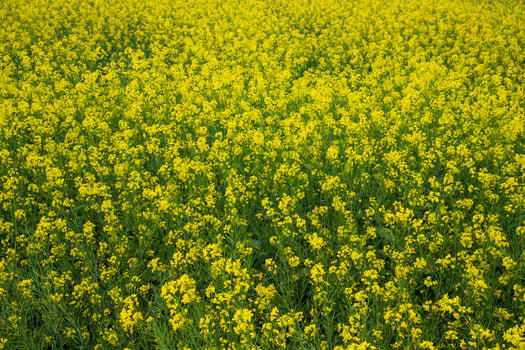 Blooming Yellow Rapeseed flowers in the field.  can be used as a floral texture background photo