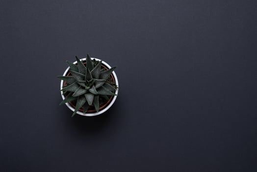 Minimal green plant in a small pot on black work desk. Flay flat, top view, copy space. For background, copy and product presentation photo