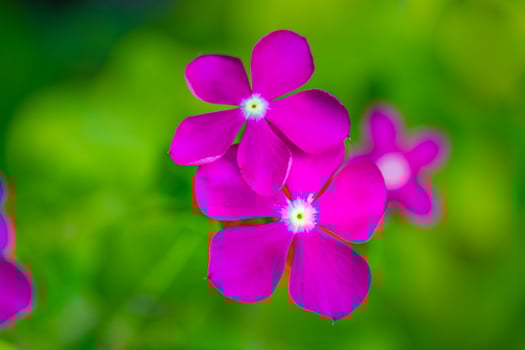 Pink purple small wild flower on blurred green grass background. Peaceful nature closeup, beautiful sunny flowers photo