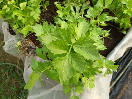 picture of vegetables in the nursery photo