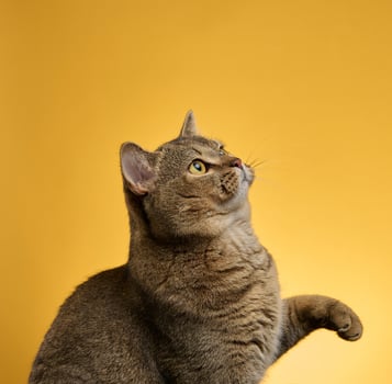 portrait of an adult gray Scottish straight cat on a yellow background photo