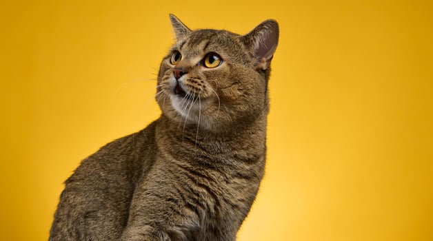 portrait of an adult gray Scottish straight cat on a yellow background photo