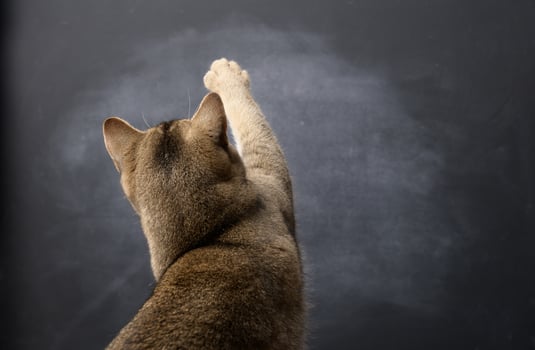 adult British Straight cat stands with his back and raised his front paw up photo