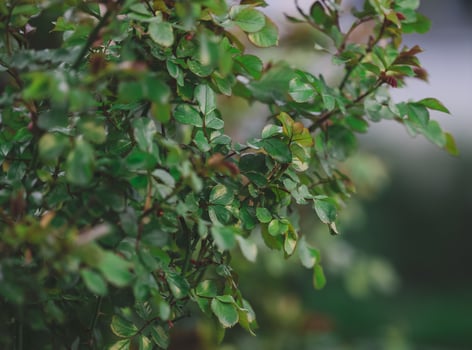 rose bush with green leaves in the garden on a spring day photo
