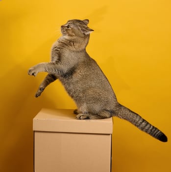 adult gray cat, short-haired Scottish straight-eared, sits on a yellow background. The animal sits on a brown cardboard box photo