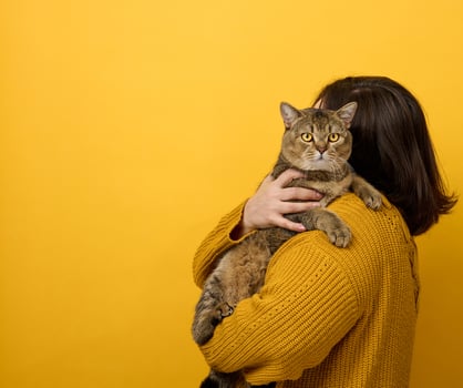 a woman in an orange sweater holds an adult Scottish Straight cat on a yellow background. Love to the animals photo