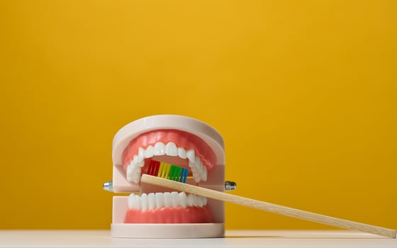plastic model of a human jaw with white teeth and wooden toothbrush on a yellow background photo