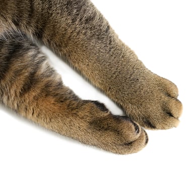 Two front paws of an adult gray shorthair cat of the Scottish Straight breed on a white background photo