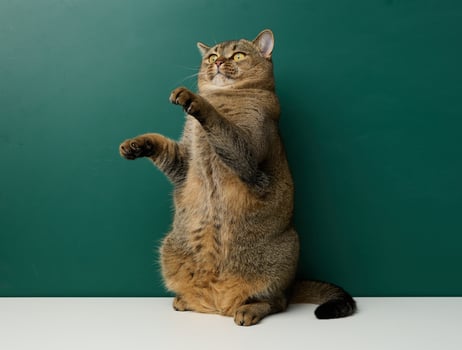 Adult straight-eared Scottish cat on the background of a green chalk board photo