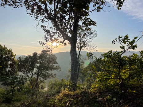 Roadside view of tea plantation in Kerala India photo