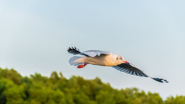 seagull flying high on the wind. flying gull. Seagull flying photo