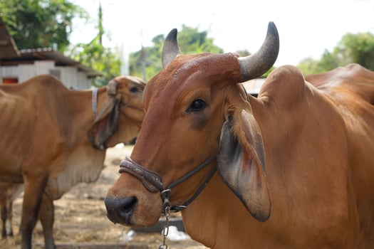 cows were brought by their owners to be sold at the market. photo