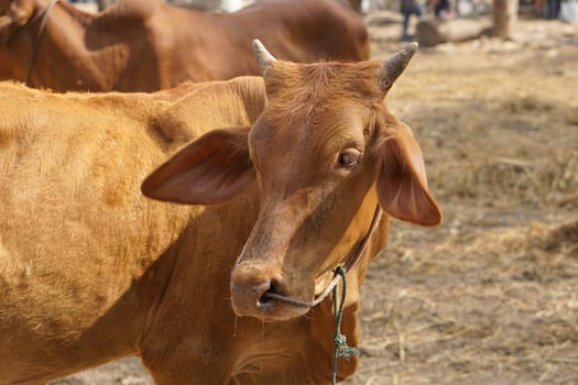 cows were brought by their owners to be sold at the market. photo