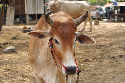 cows were brought by their owners to be sold at the market. photo