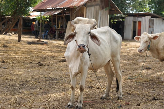 cows were brought by their owners to be sold at the market. photo