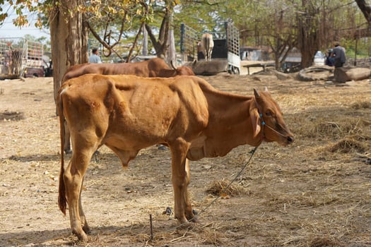 cows were brought by their owners to be sold at the market. photo
