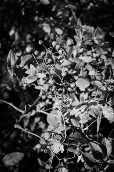 High contrast berries photo