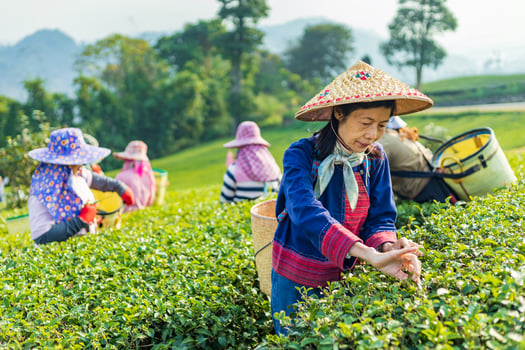 Group of senior asian woman in traditional cloth picking fresh tea leave in the morning in her hill side tea farming and plantation business concept photo