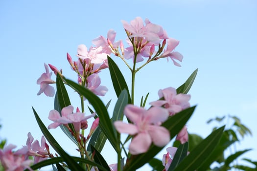 beautiful fresh flowers as a background photo
