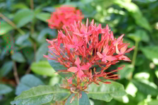 beautiful fresh flowers as a background photo