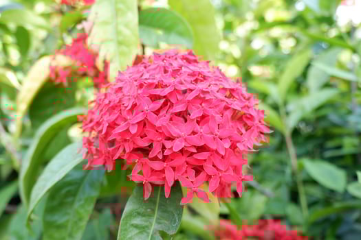 beautiful fresh flowers as a background photo