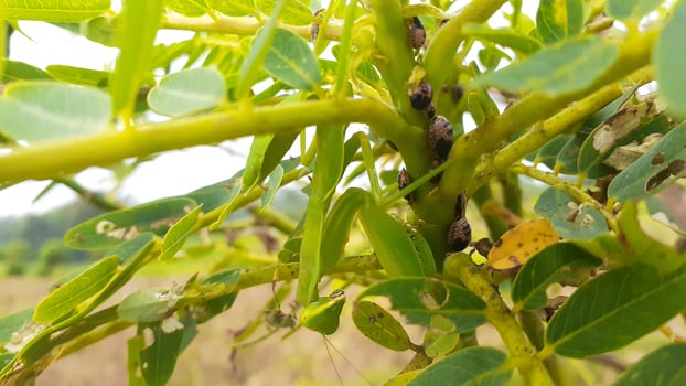 aphids and praying mantis photo