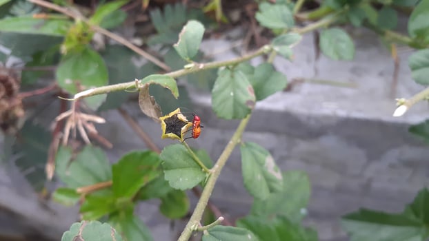 true ladybugs and star flowers photo