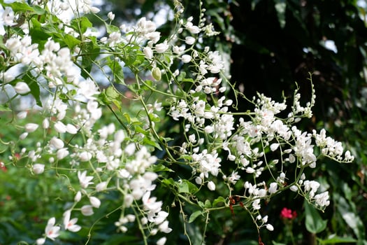 beautiful fresh flowers as a background photo