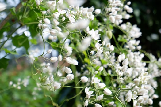 beautiful fresh flowers as a background photo