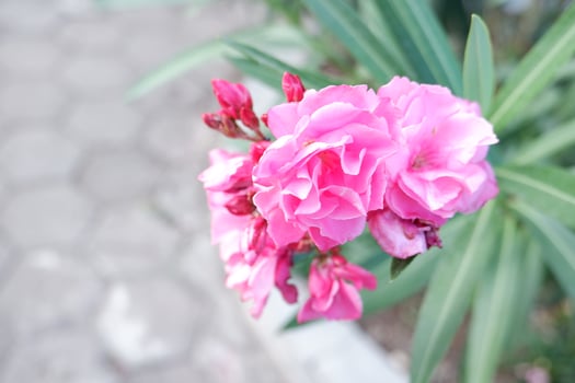beautiful fresh flowers as a background photo