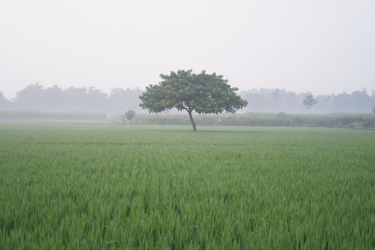 beautiful natural green panorama as a background photo