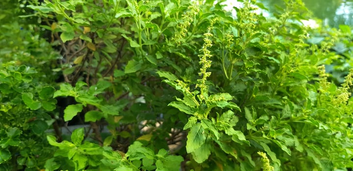 Basil tree with flower in organic vegetable park garden for background. Beauty of nature and ingredient for food concept photo