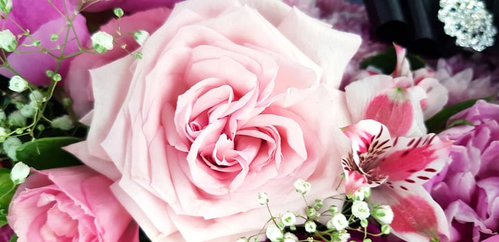 Beautiful pink rose with another flower for background. Beauty of Nature, Natural wallpaper, Celebration, Gift and Valentine day concept photo