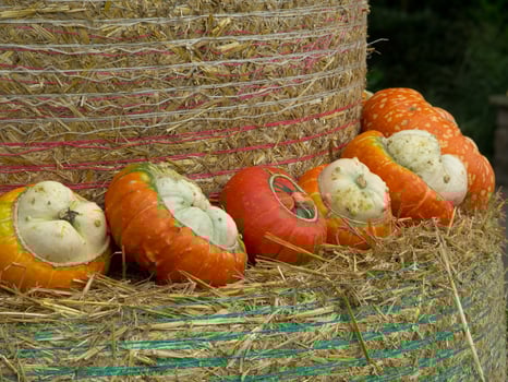 pumpkins in germany photo