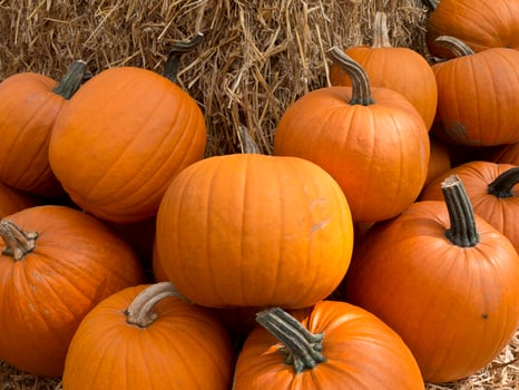 pumpkins in germany photo