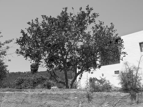 ibiza island in spain photo