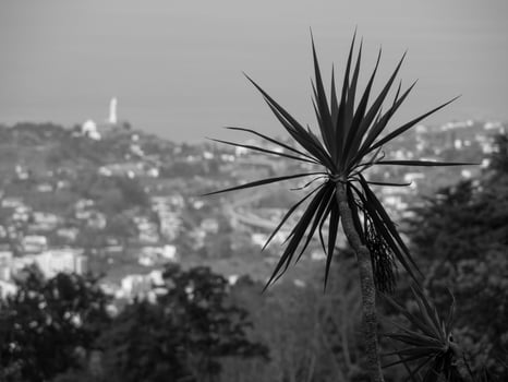 the island of madeira photo