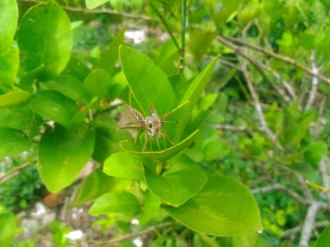 little butterfly alert photo