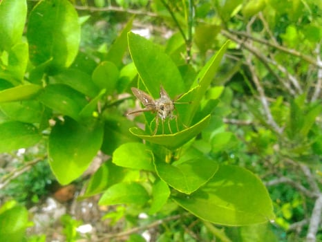 little butterfly alert photo